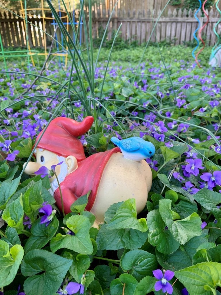 gnome in violets