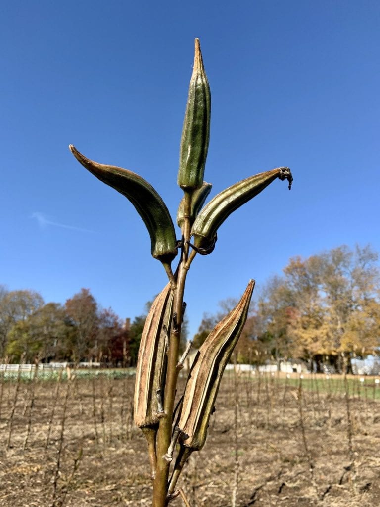 photograph of an okra plant